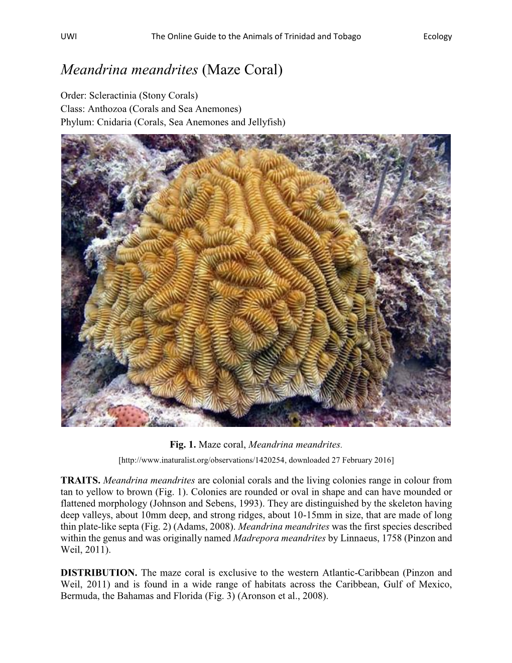 Meandrina Meandrites (Maze Coral)