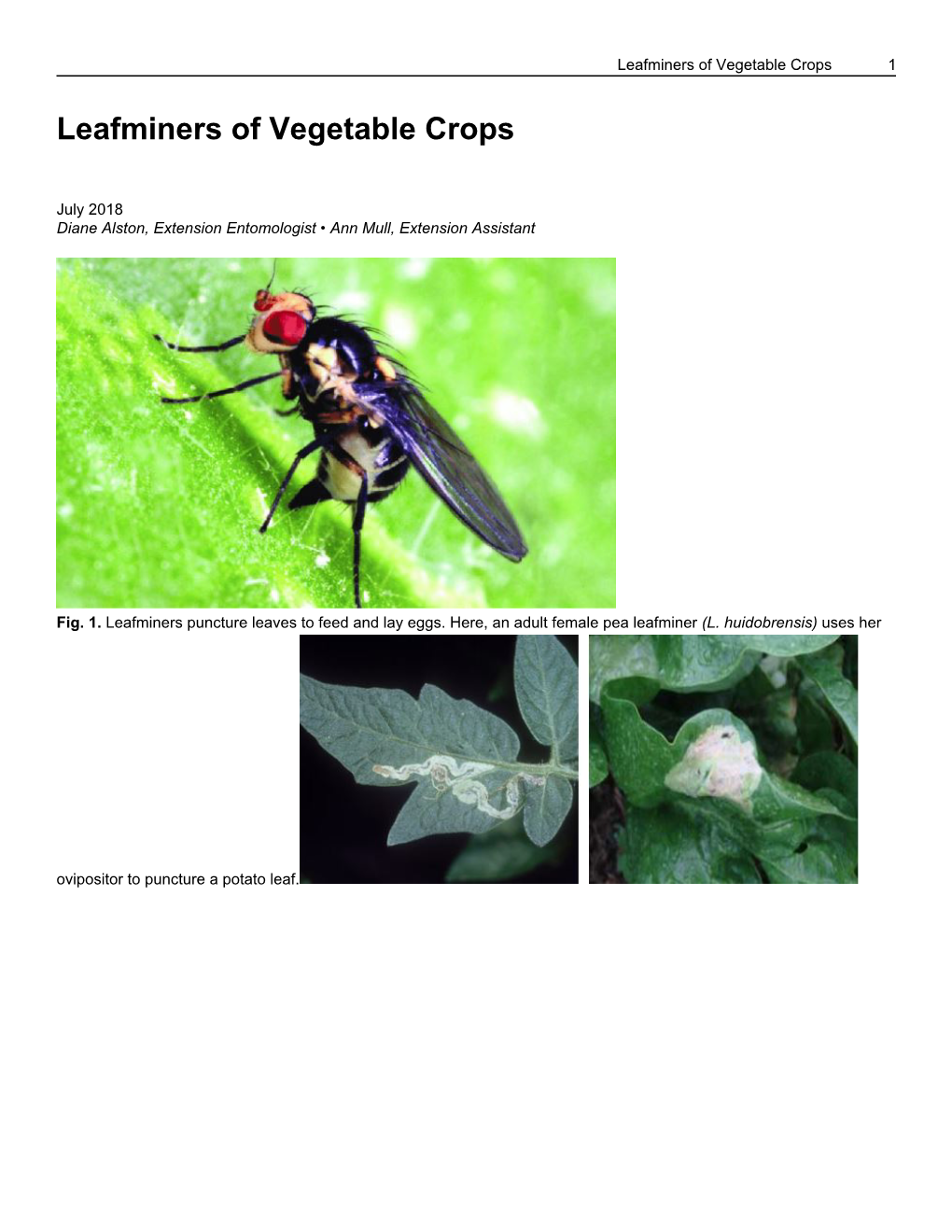 Leafminers of Vegetable Crops 1