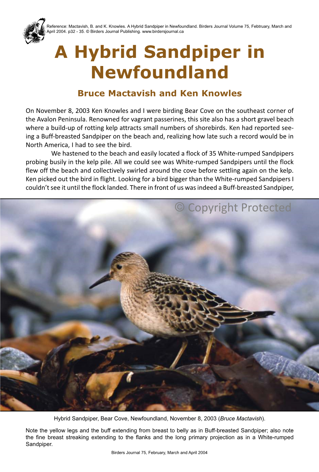 A Hybrid Sandpiper in Newfoundland