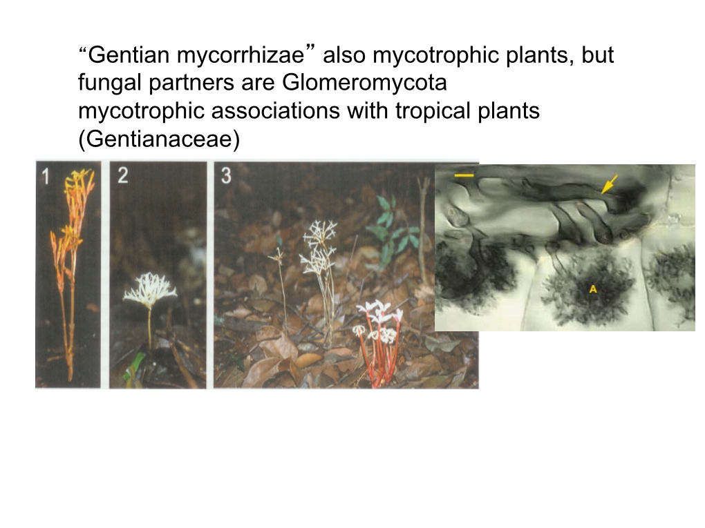 Gentian Mycorrhizae