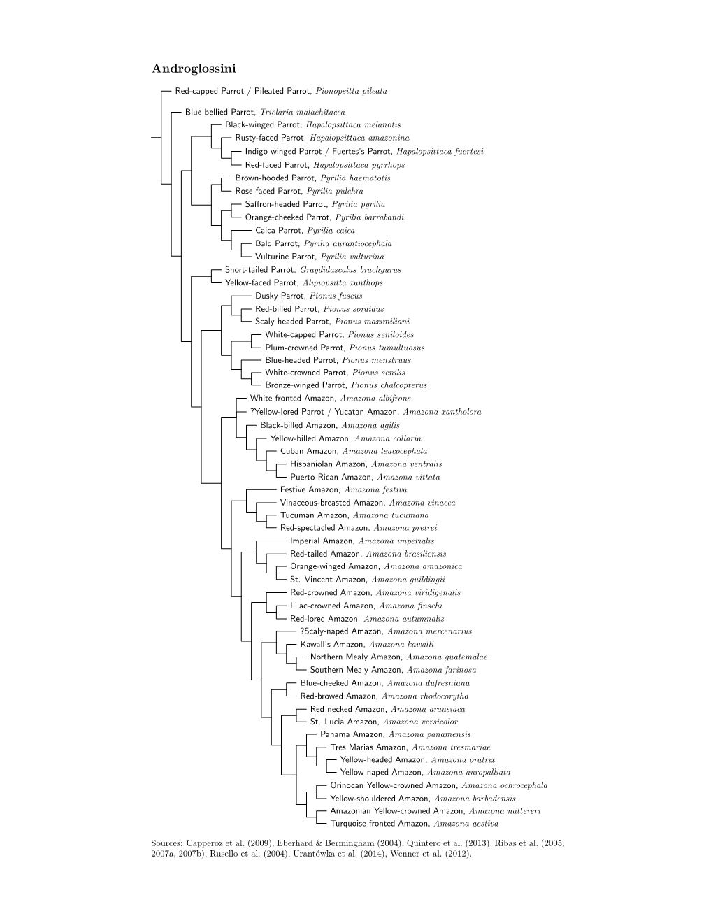 Androglossini Species Tree