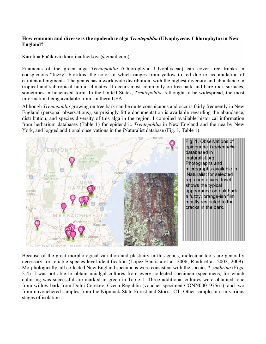 How Common and Diverse Is the Epidendric Alga Trentepohlia (Ulvophyceae, Chlorophyta) in New England?