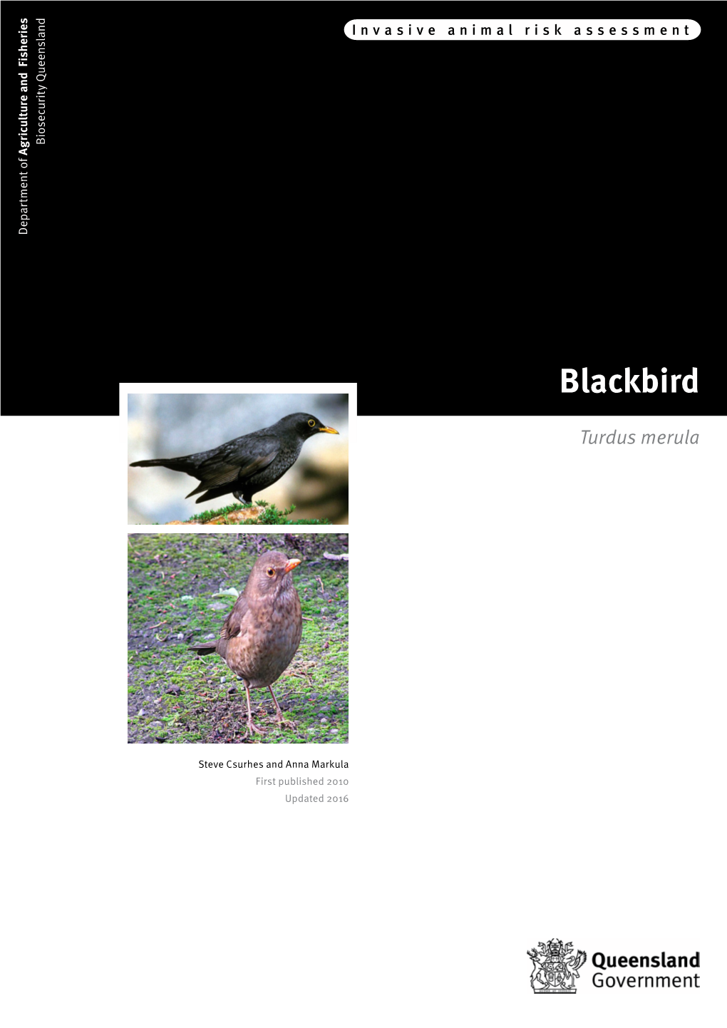 Blackbird Turdus Merula © State of Queensland, 2016