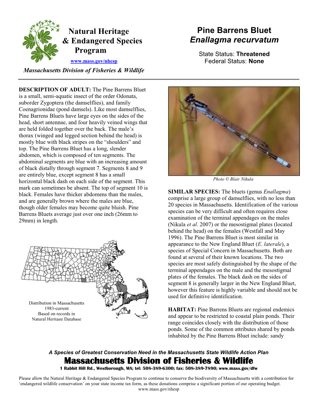 Pine Barrens Bluet Enallagma Recurvatum