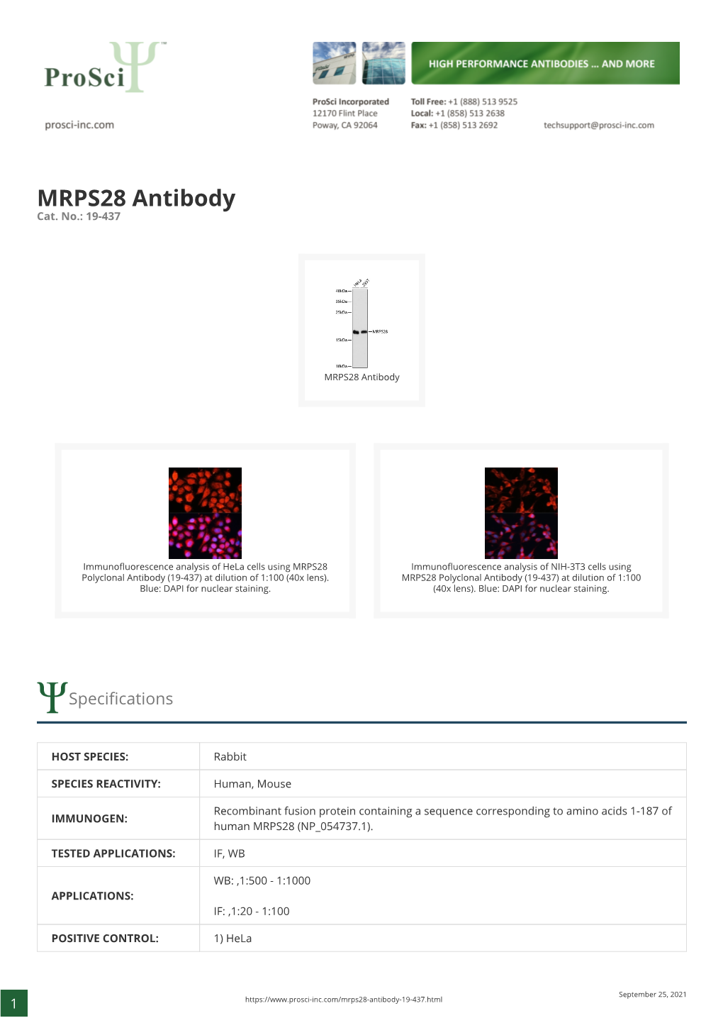 MRPS28 Antibody Cat