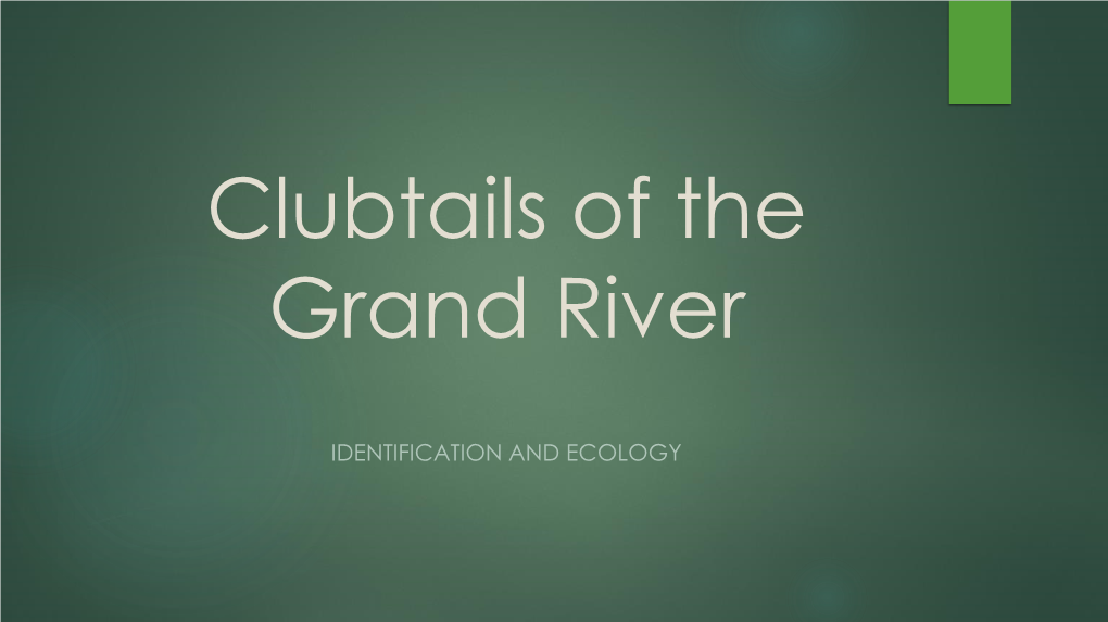 Clubtails of the Grand River