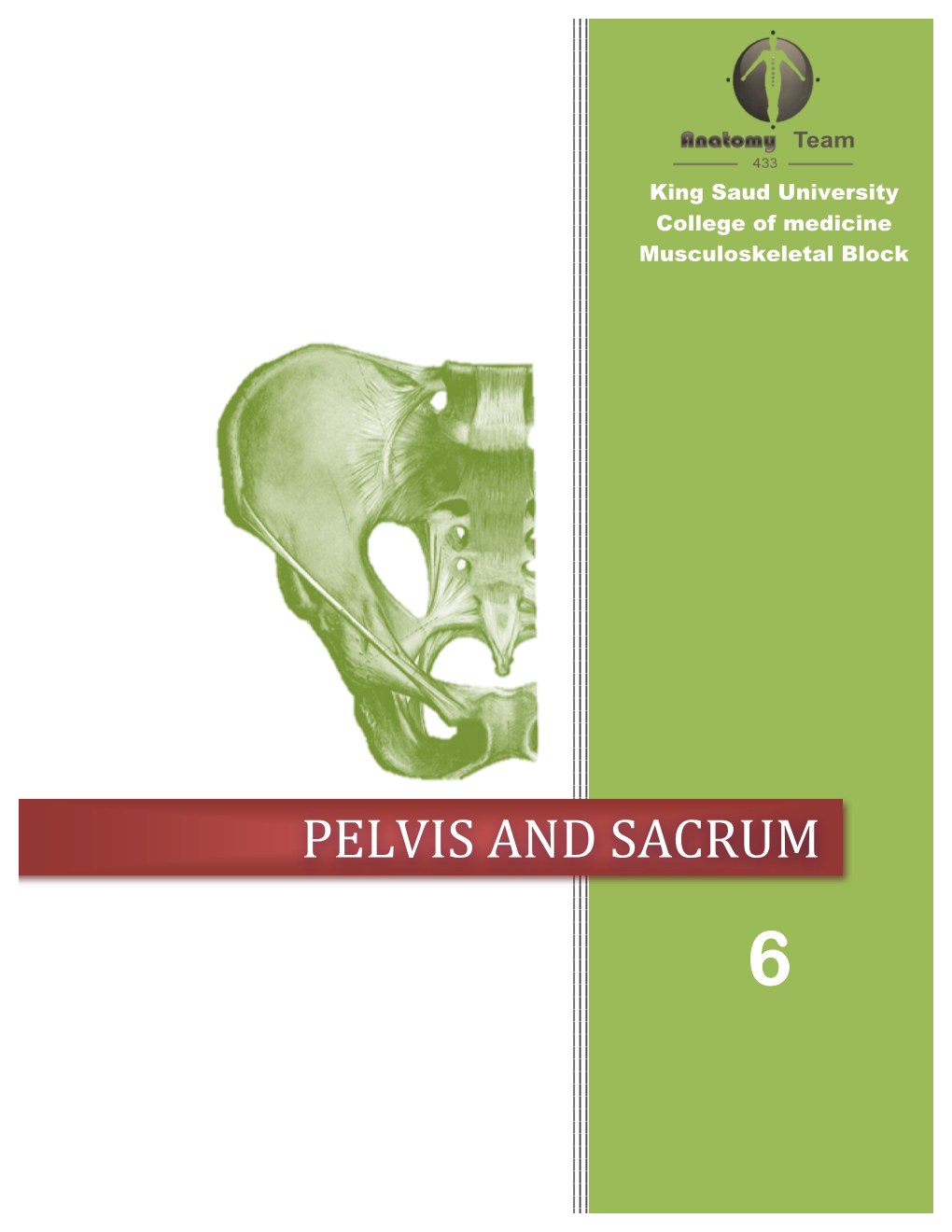 Pelvis and Sacrum