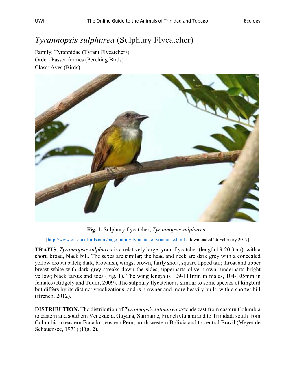 Tyrannopsis Sulphurea (Sulphury Flycatcher) Family: Tyrannidae (Tyrant Flycatchers) Order: Passeriformes (Perching Birds) Class: Aves (Birds)