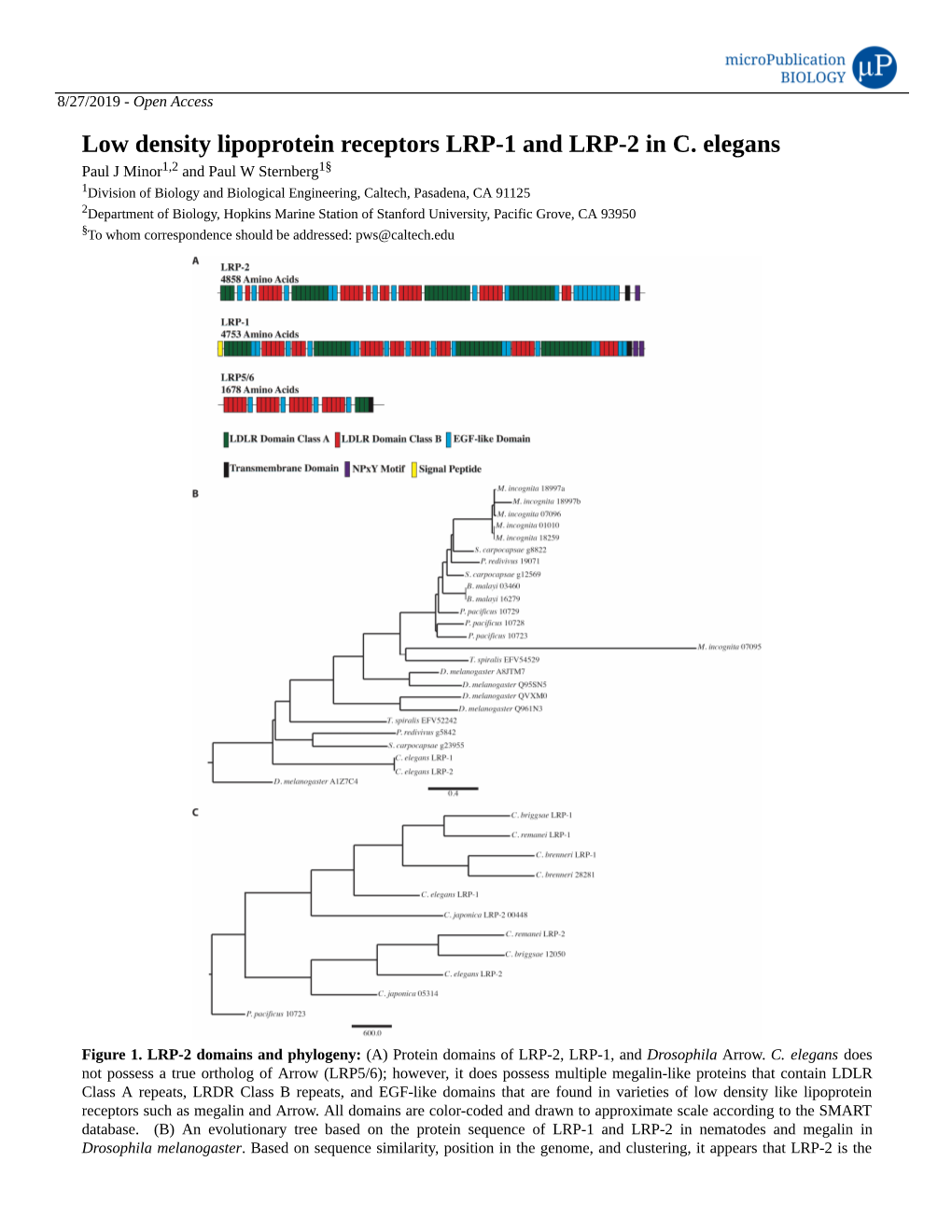 Low Density Lipoprotein Receptors LRP-1 and LRP-2 in C