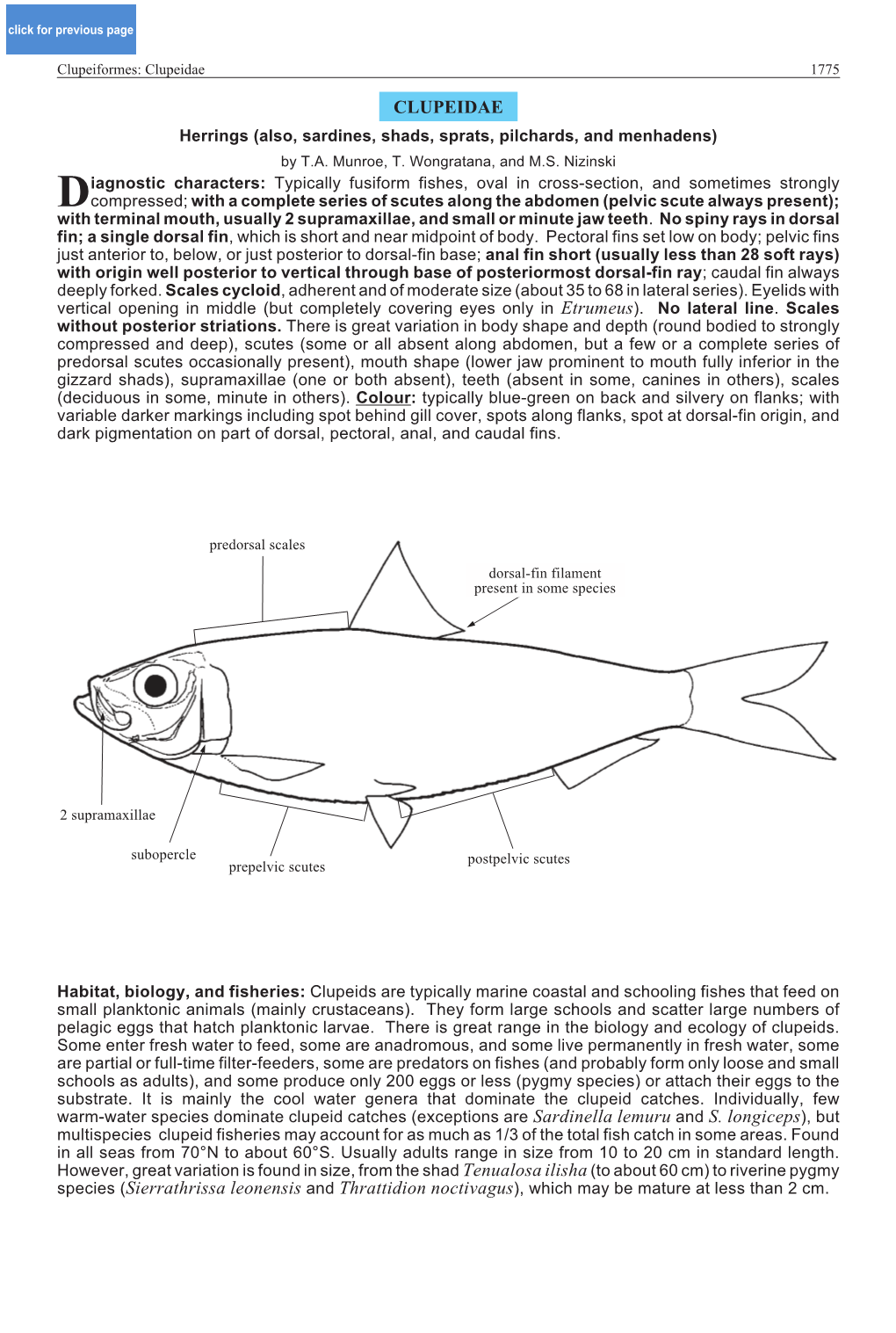 Clupeidae 1775