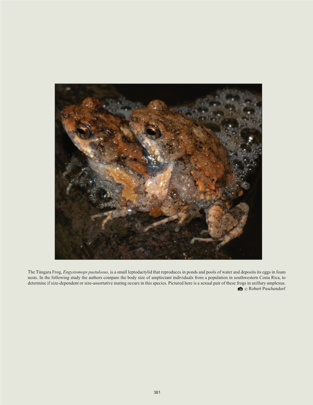 The Túngara Frog, Engystomops Pustulosus, Is a Small Leptodactylid That Reproduces in Ponds and Pools of Water and Deposits Its Eggs in Foam Nests