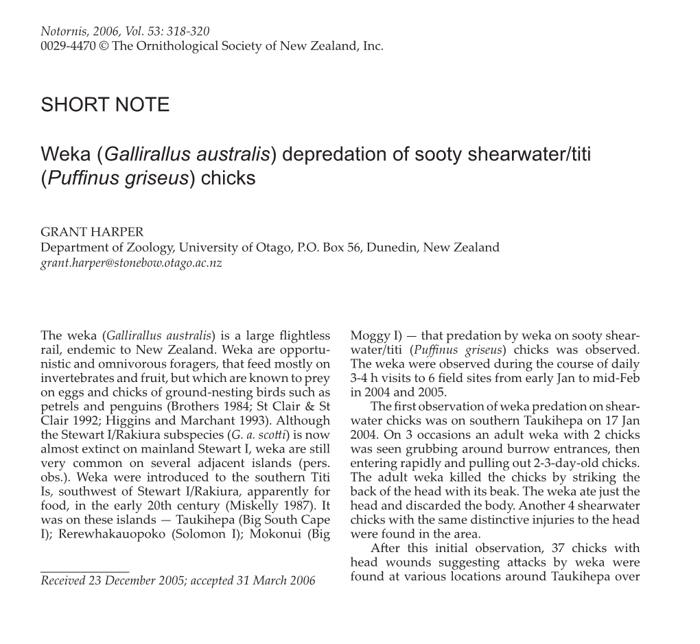 Depredation of Sooty Shearwater/Titi (Puffinus Griseus) Chicks