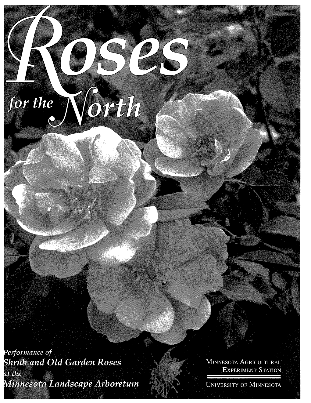 Performance of Shrub and Old Garden Roses at the Minnesota Landscape Arboretum