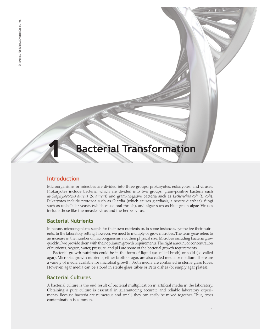 Bacterial Transformation ( S