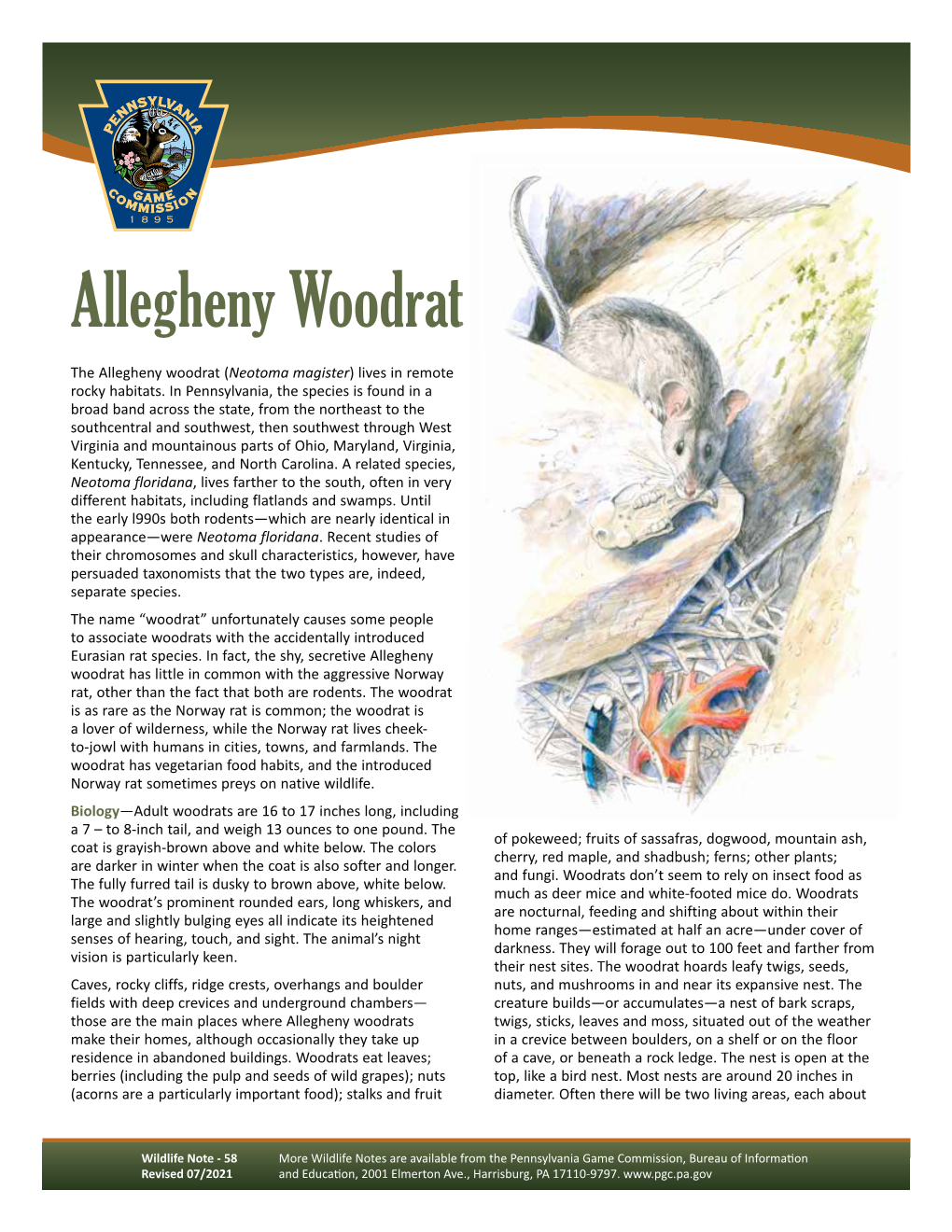 Allegheny Woodrat Wildlife Note