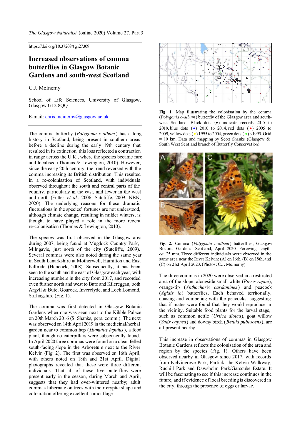 Increased Observations of Comma Butterflies in Glasgow Botanic Gardens and South-West Scotland