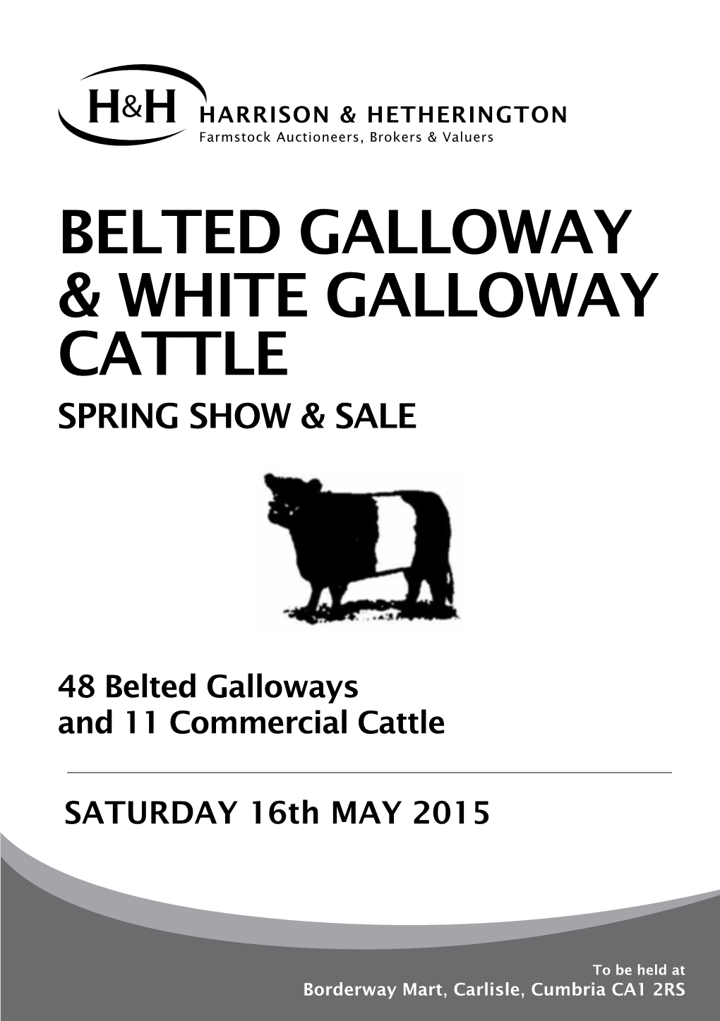 Belted Galloway & WHITE Galloway CATTLE