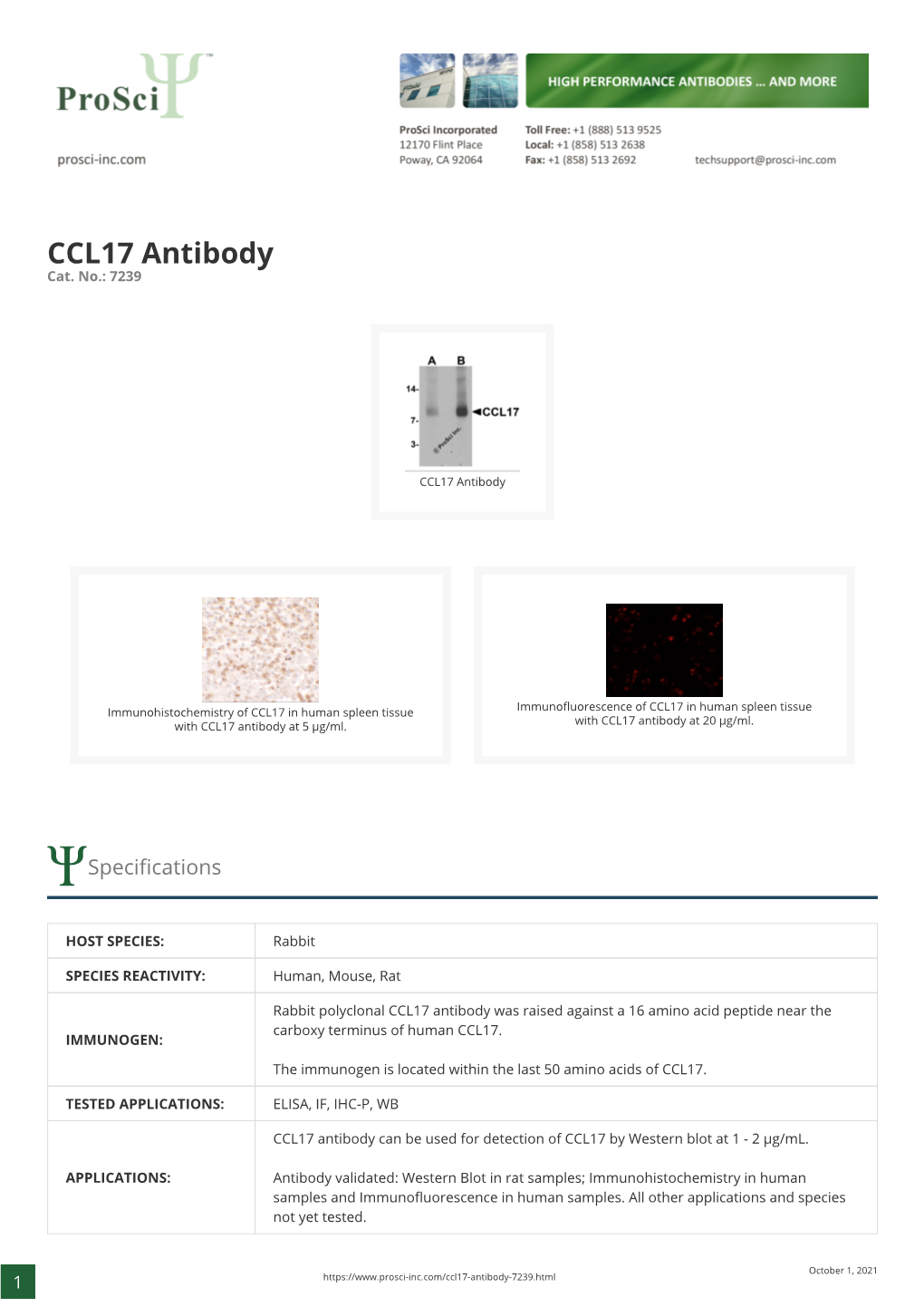 CCL17 Antibody Cat