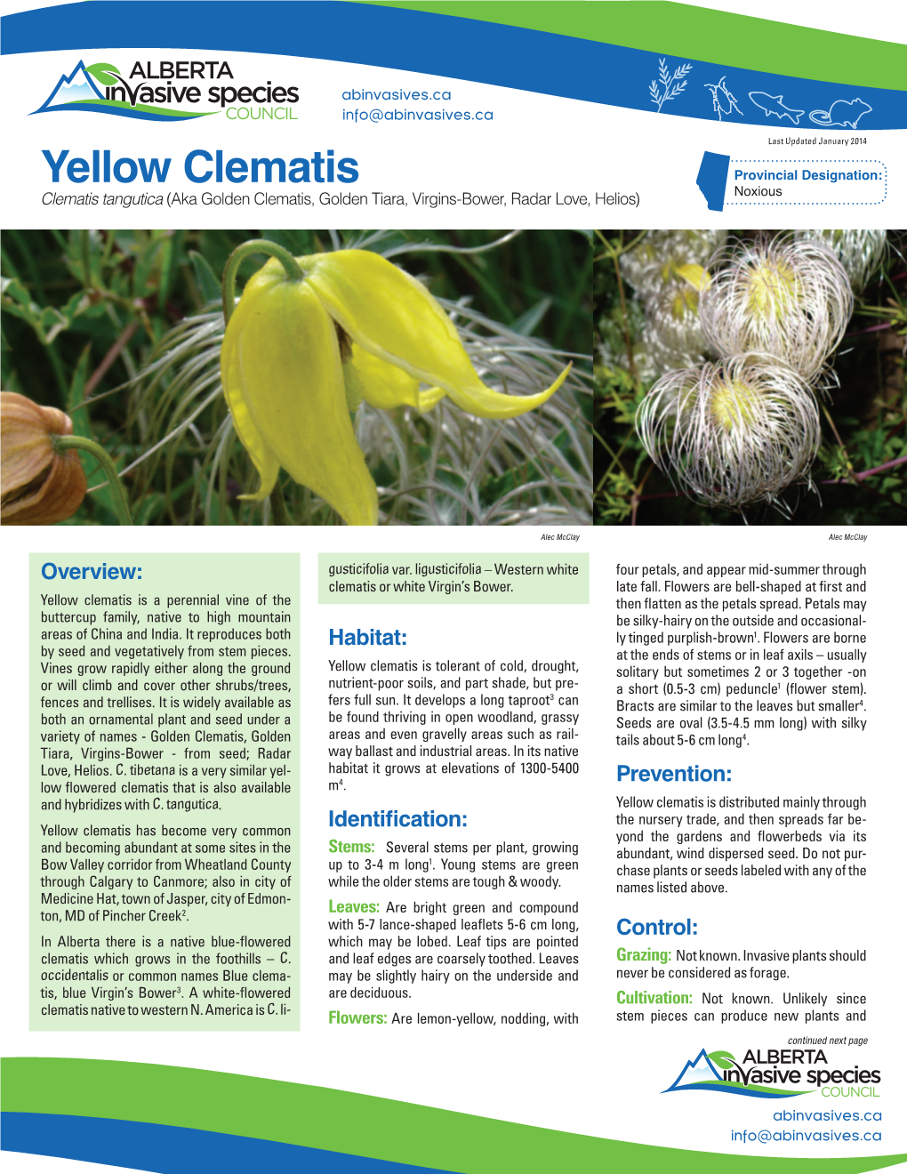 Yellow Clematis Is a Perennial Vine of the Then Flatten As the Petals Spread