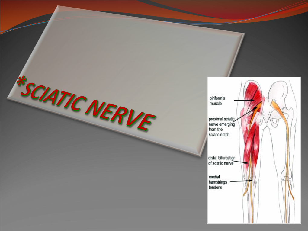 Of the Sciatic Nerve. — List the Branches of the Sciatic Nerve