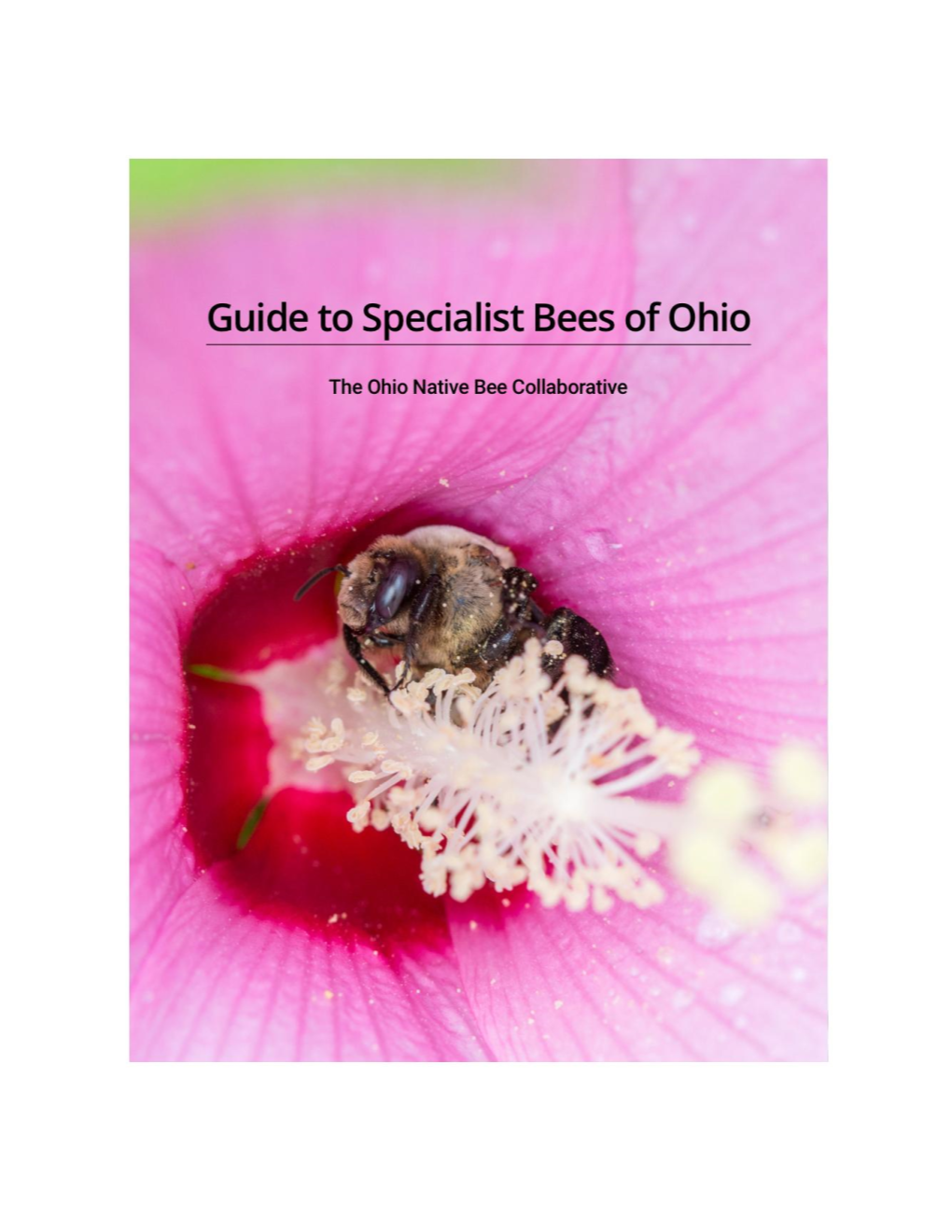 Guide to Specialist Bees of Ohio (Version 1.0.0, 2021) Was Developed by the Ohio Native Bee Collaborative
