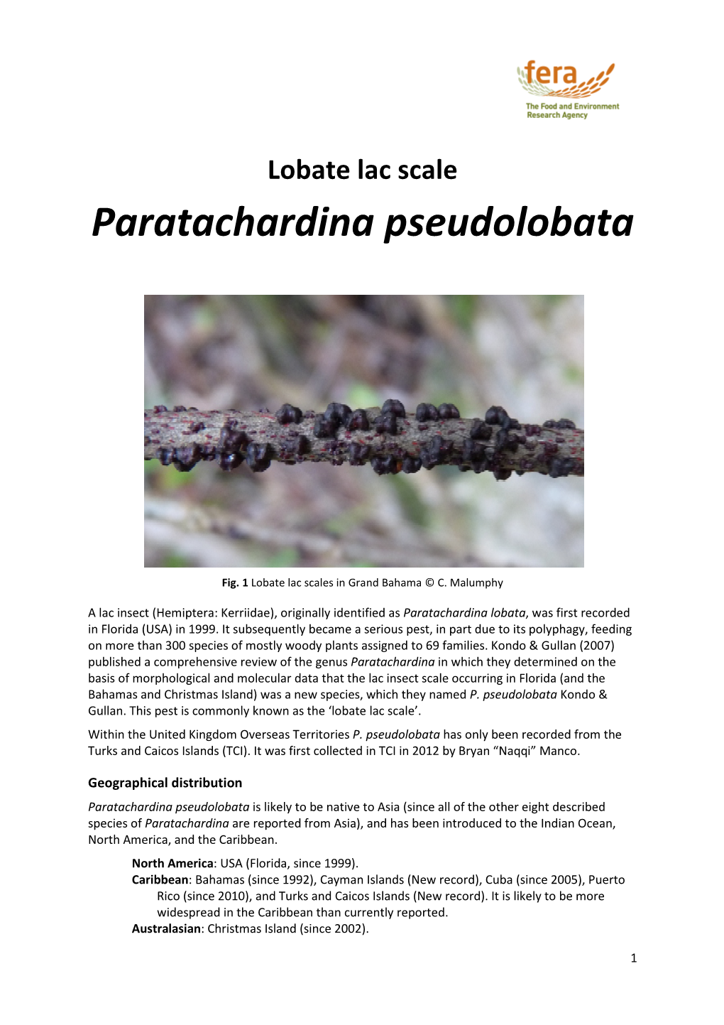 HEM Paratachardina Pseudolobata Datasheet V2 13062014
