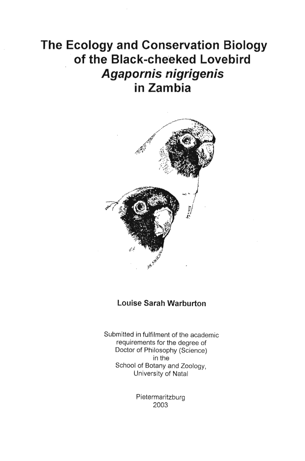 Agapornis Nigrigenis in Zambia