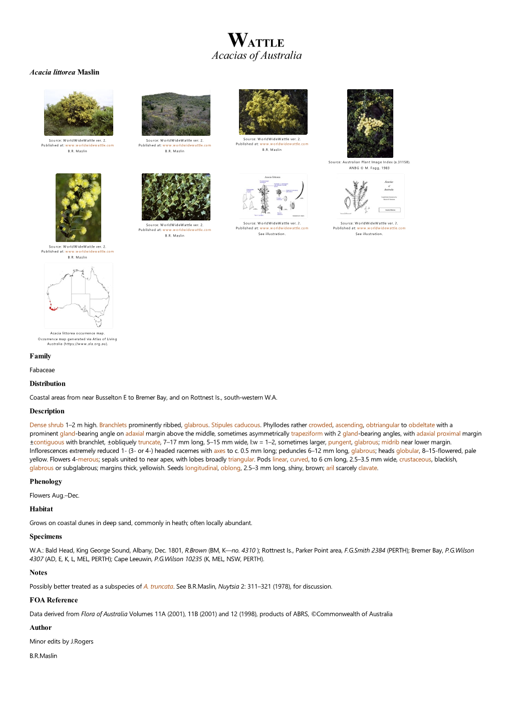 Acacia Littorea Maslin