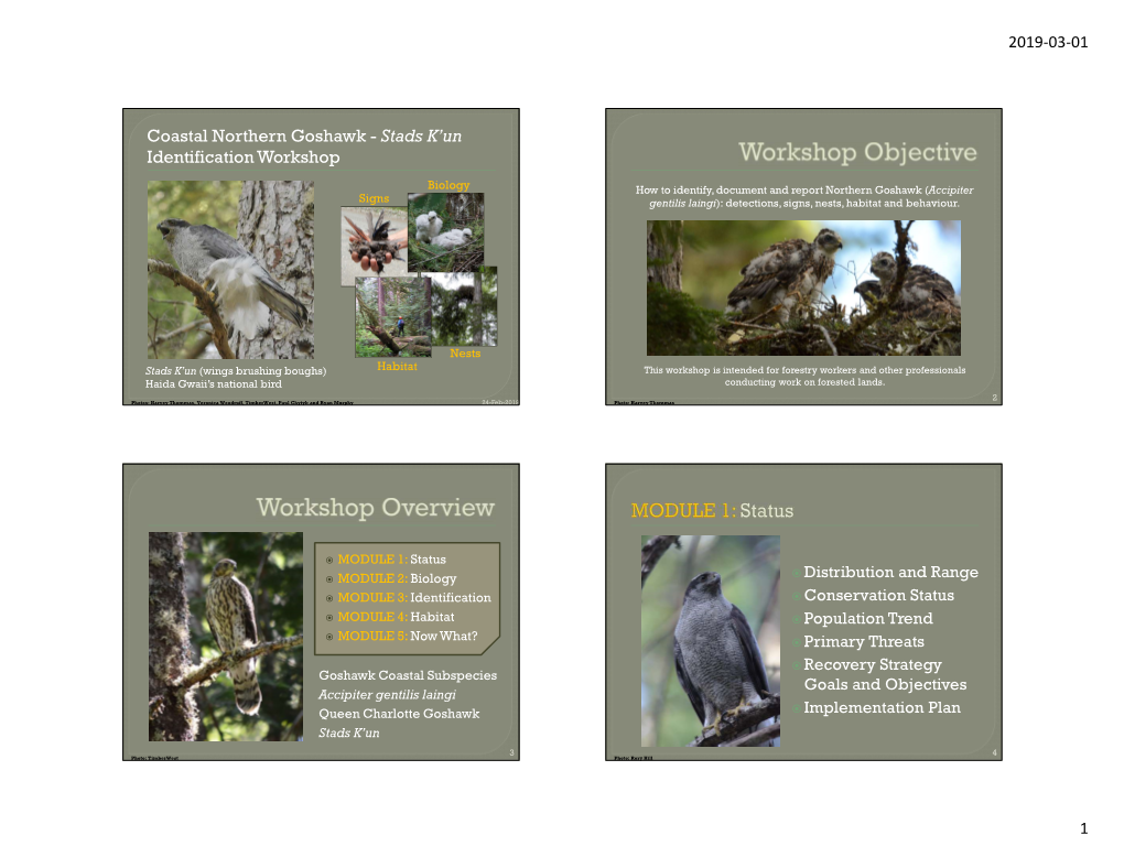 Coastal Northern Goshawk - Stads K’Un Identification Workshop