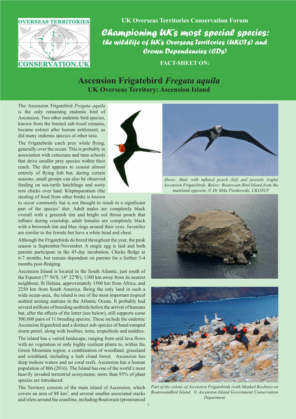 Endemic Ascension Frigatebird Fregata Aquila
