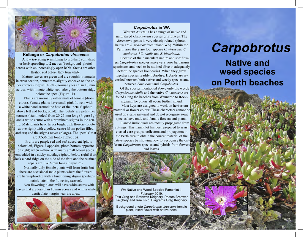Carpobrotus in WA Western Australia Has a Range of Native and Naturalised Carpobrotus Species Or Pigfaces