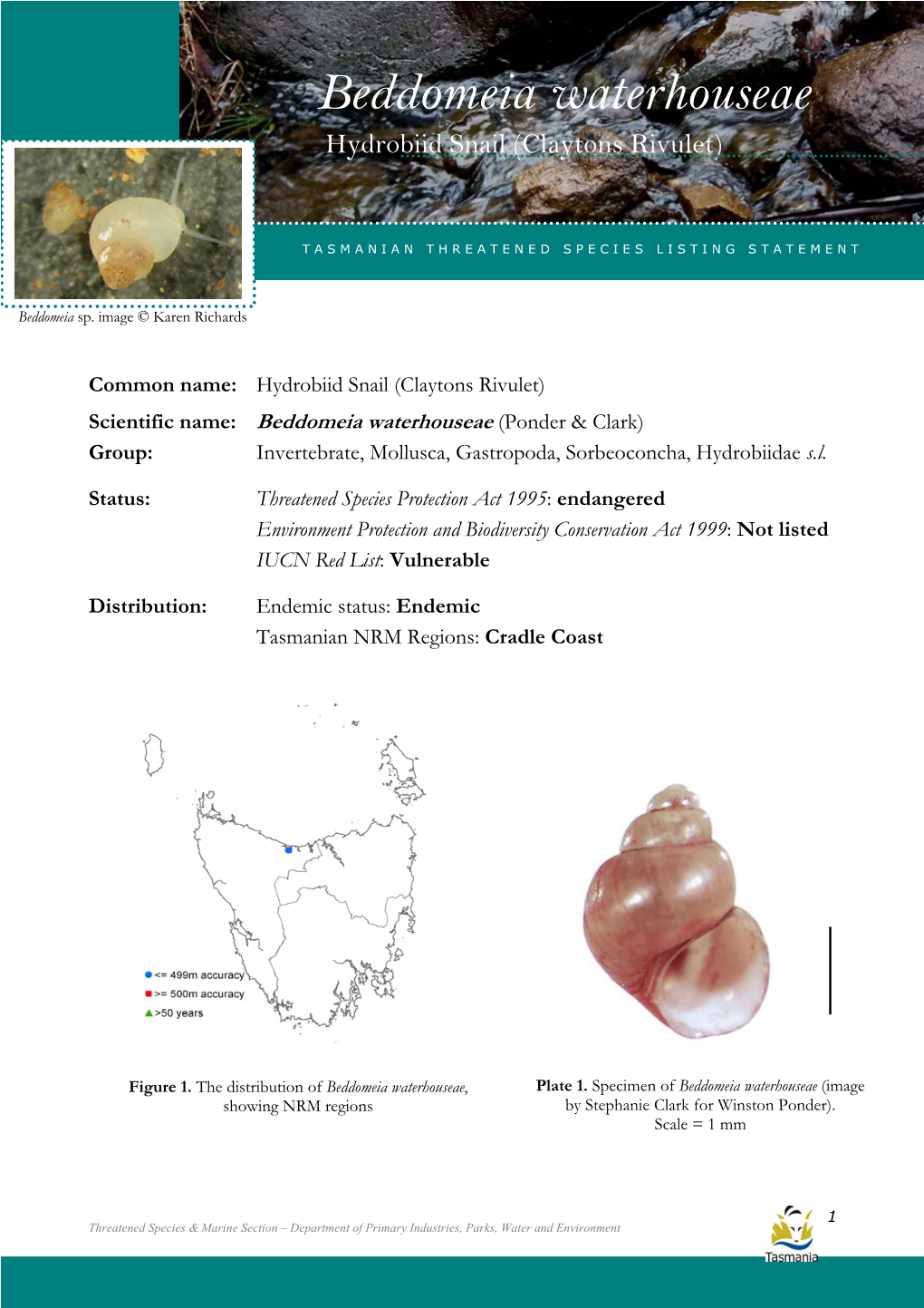 Beddomeia Waterhouseae (Hydrobiid Snail (Claytons Rivulet)) Beddomeia Waterhouseae