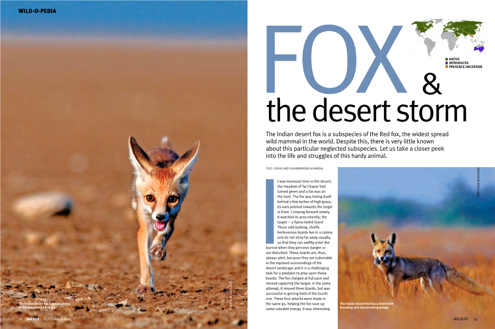 The Indian Desert Fox Is a Subspecies of the Red Fox, the Widest Spread Wild Mammal in the World