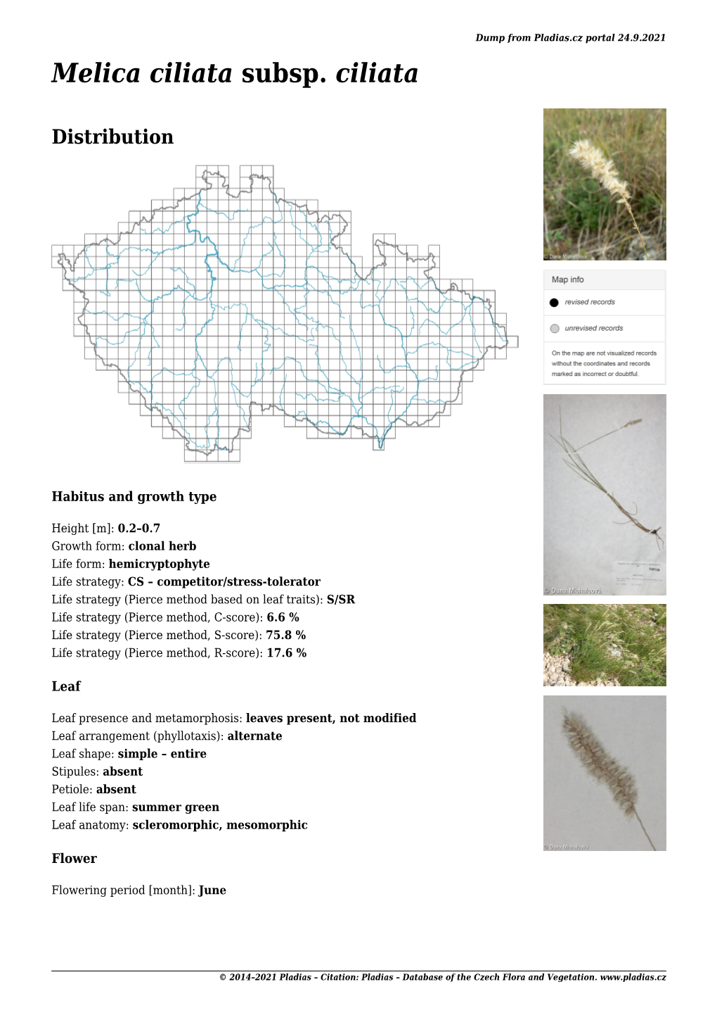 Detail Melica Ciliata Subsp. Ciliata 9. 8. 2021