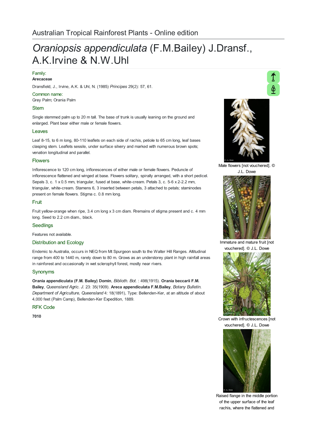 Oraniopsis Appendiculata (F.M.Bailey) J.Dransf., A.K.Irvine & N.W.Uhl Family: Arecaceae Dransfield, J., Irvine, A.K