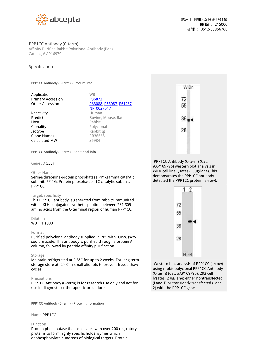 PPP1CC Antibody (C-Term) Affinity Purified Rabbit Polyclonal Antibody (Pab) Catalog # Ap16979b