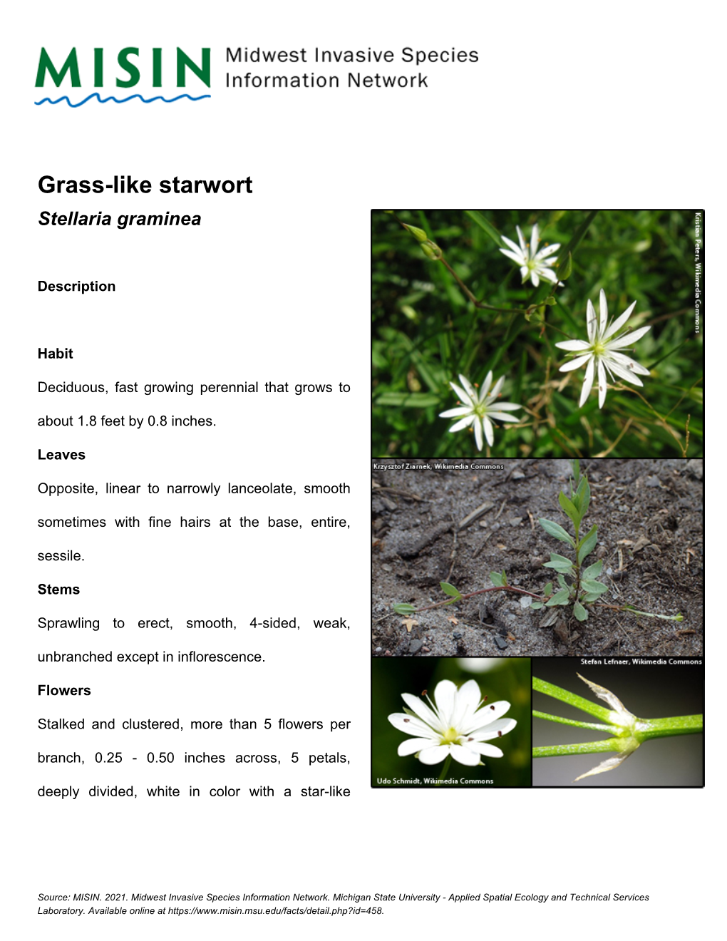 Grass-Like Starwort Stellaria Graminea