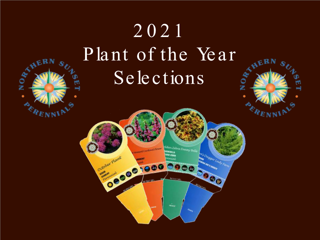 2021 Plant of the Year Selections Calamint