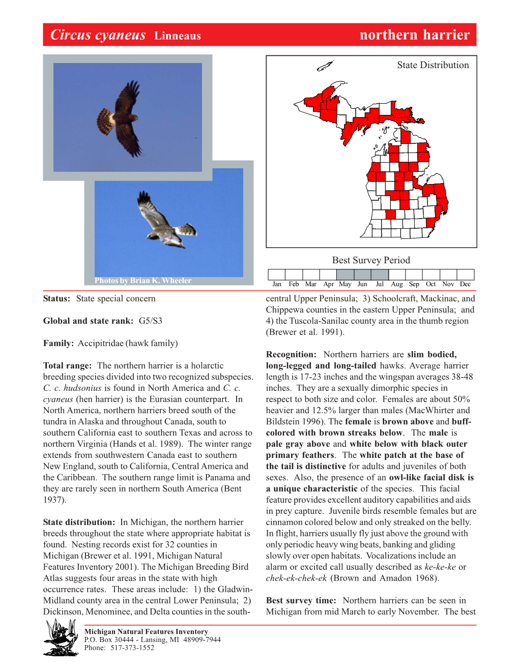 Circus Cyaneus Linneaus Northernnorthern Harrier Harrier, Page 1