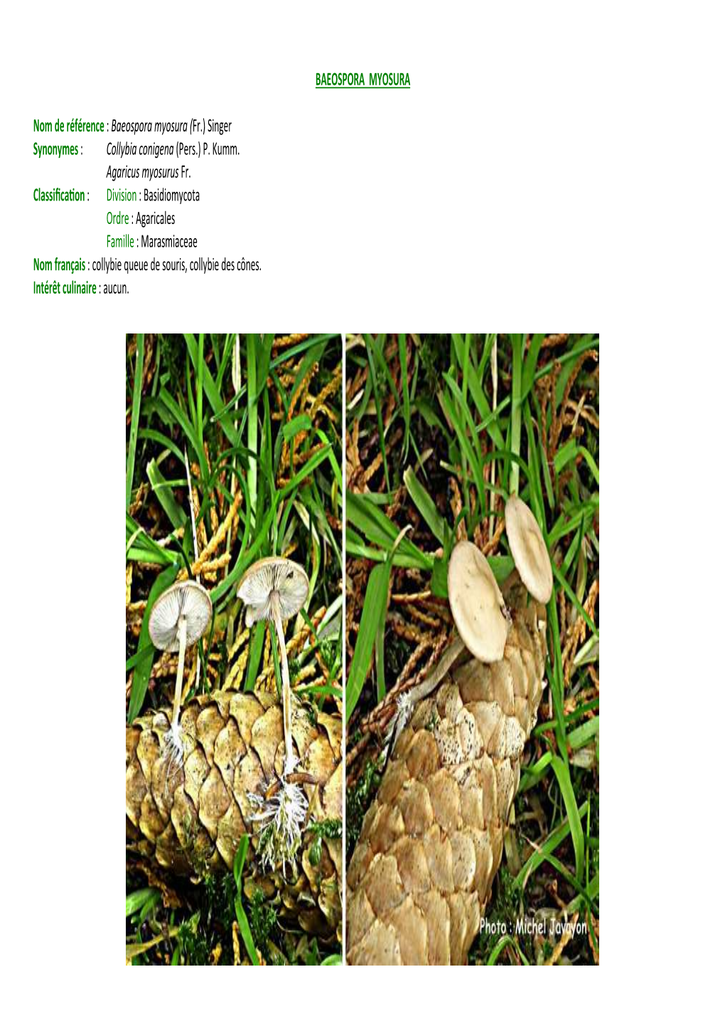 Baeospora Myosura SP-P1-PC-VU-12-6-14