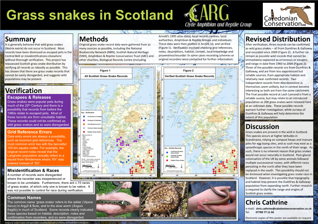 Grass Snakes in Scotland