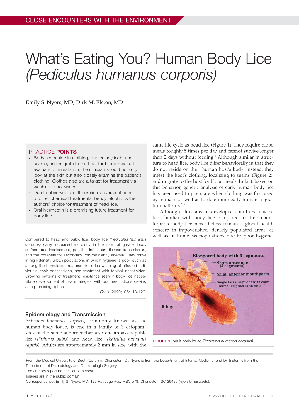 Human Body Lice (Pediculus Humanus Corporis)