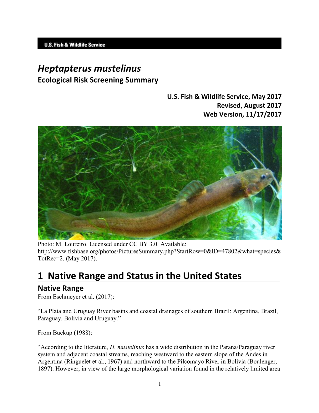 Heptapterus Mustelinus Ecological Risk Screening Summary