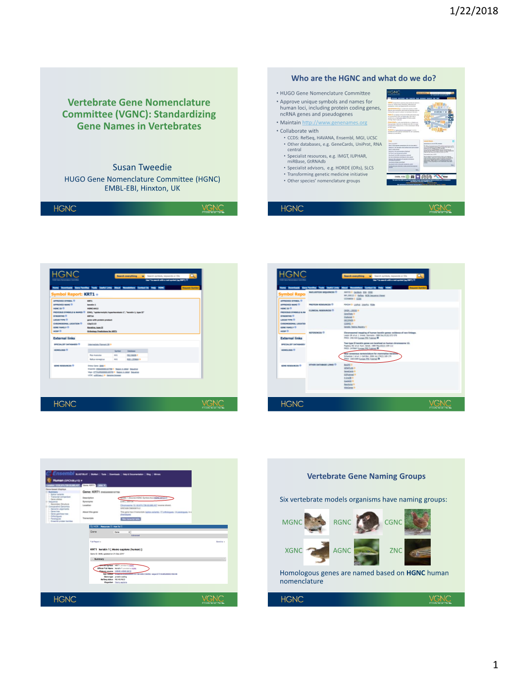 Vertebrate Gene Nomenclature Committee (VGNC): Standardizing