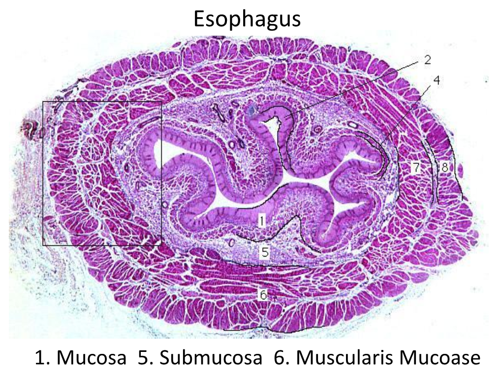 Stratified Squamous Non-Keratinized Epithelium of the Mucosa of the Esophagus