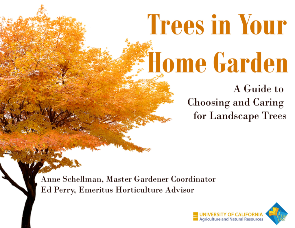Trees in Your Home Garden Aims to Take the Area People Don’T Frequent