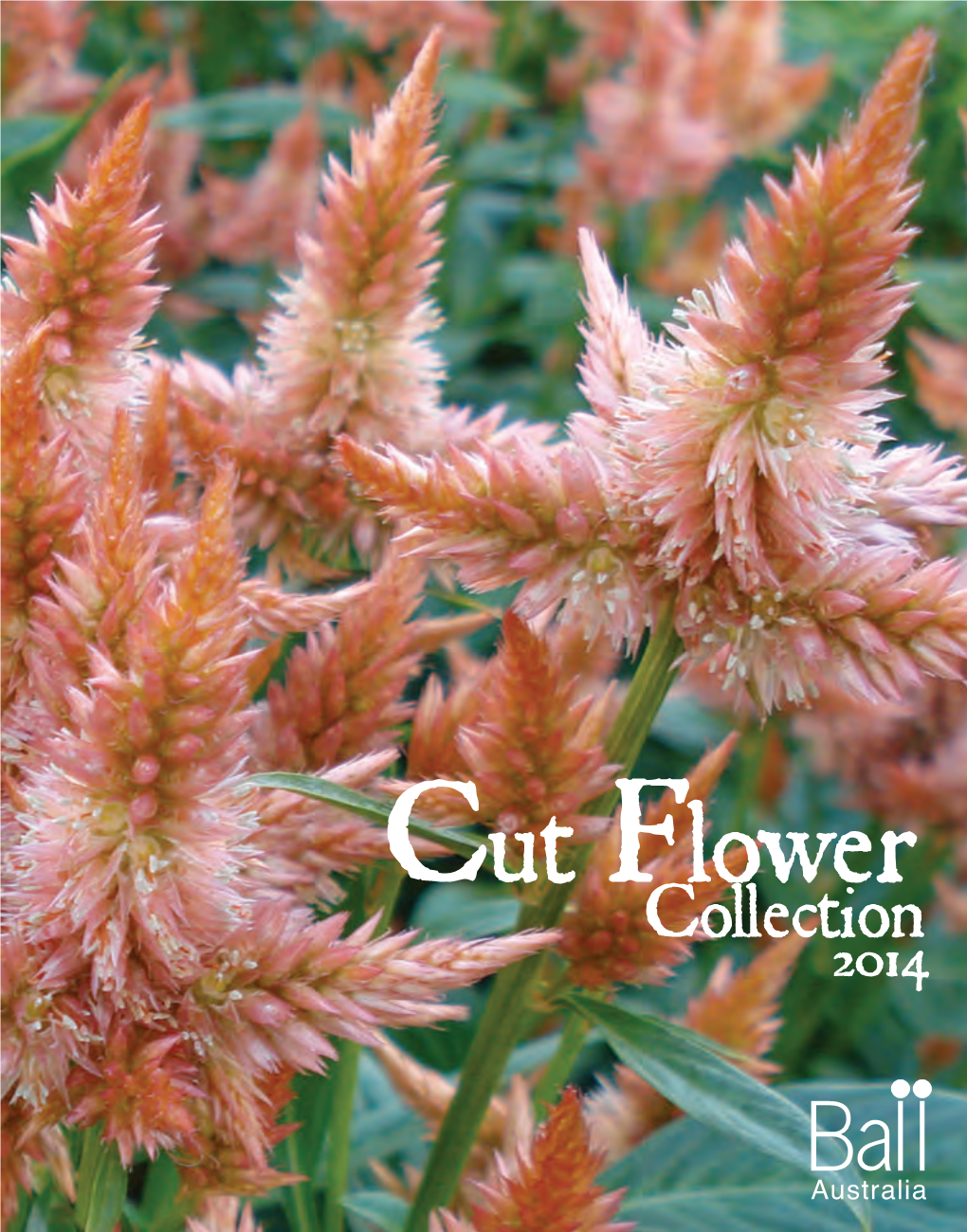 Cut Flowers Catalogue 2013