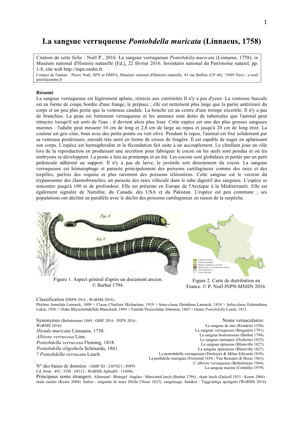 La Sangsue Verruqueuse Pontobdella Muricata (Linnaeus, 1758)