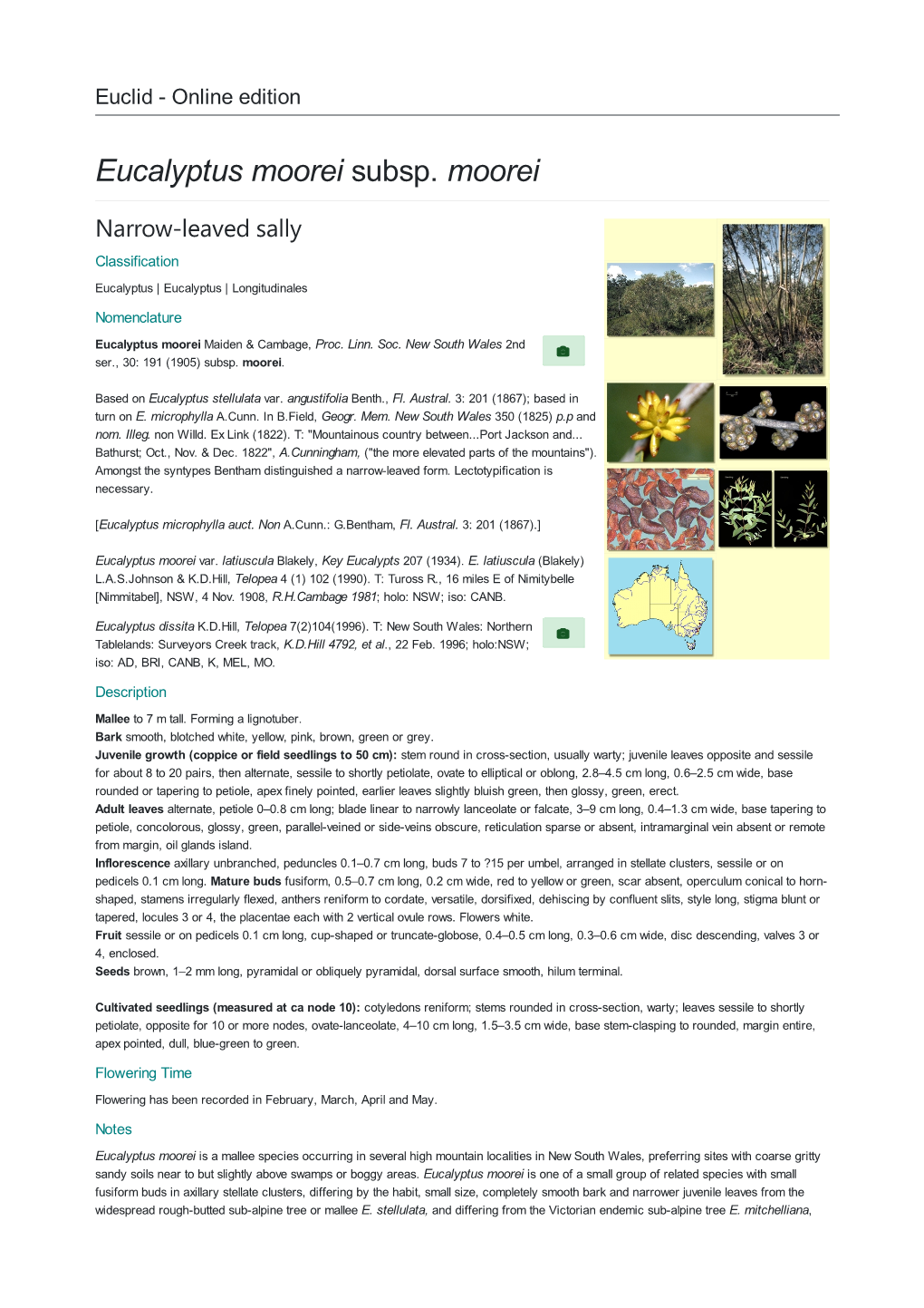 Eucalyptus Moorei Subsp. Moorei Narrow-Leaved Sally Classification Eucalyptus | Eucalyptus | Longitudinales Nomenclature