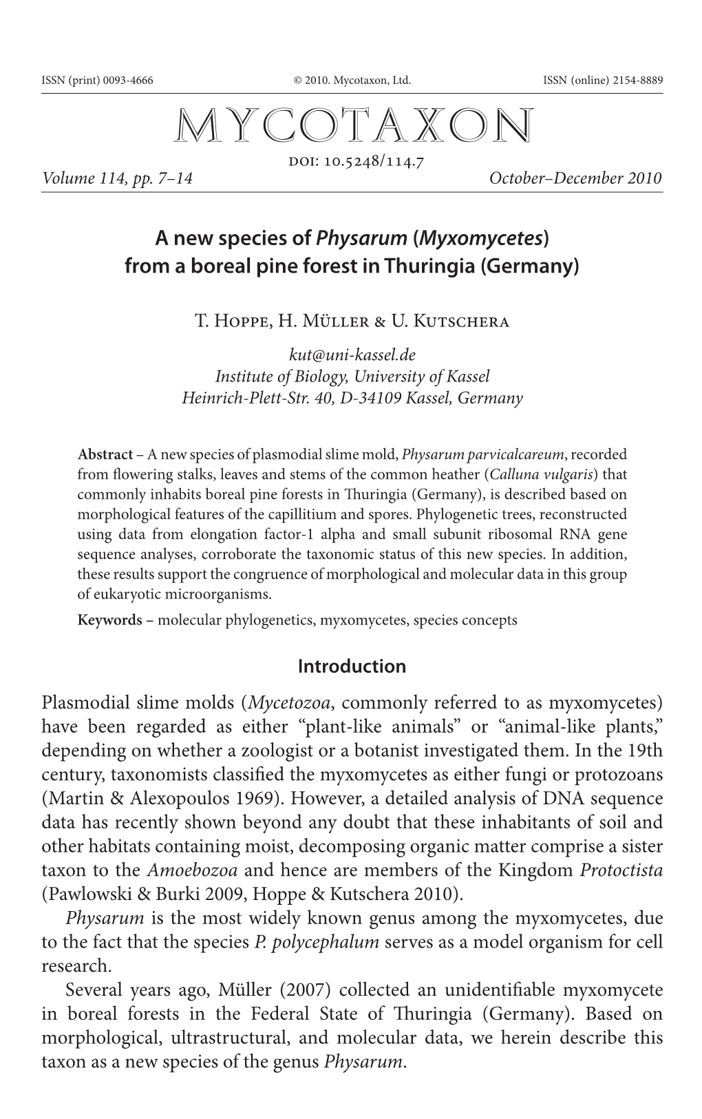 A New Species of &lt;I&gt;Physarum&lt;/I&gt; (&lt;I&gt;Myxomycetes